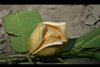 圓滑番荔枝-花2.jpg
