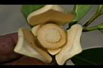圓滑番荔枝-花蕊1.jpg