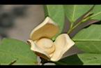 圓滑番荔枝-花蕊3.jpg
