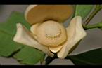圓滑番荔枝-花蕊5.jpg