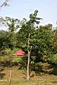 圓滑番荔枝3.jpg