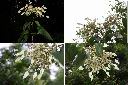 圓葉鑽地風-花序1.jpg