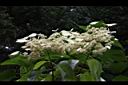 圓葉鑽地風-花序12.JPG