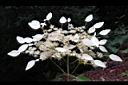 圓葉鑽地風-花序30.JPG