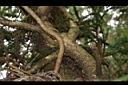 圓葉鑽地風-莖00.JPG