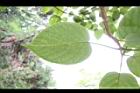 圓葉鑽地風-葉脈03.JPG