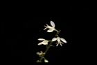 圓錐花遠志-花21.JPG