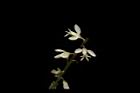 圓錐花遠志-花24.JPG