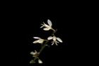 圓錐花遠志-花25.JPG