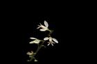 圓錐花遠志-花26.JPG