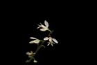 圓錐花遠志-花27.JPG