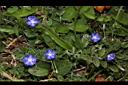 土丁桂-花00.JPG