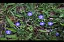 土丁桂-花04.JPG