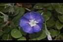 土丁桂-花10.JPG