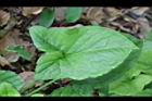 土半夏-葉正02.JPG