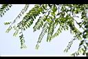土密樹-葉00.JPG