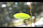 土密樹-葉脈20.JPG