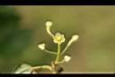 土樟-花0.jpg