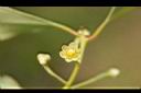 土樟-花6.jpg