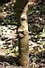 土樟-莖0.jpg