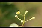 土樟-花1.jpg