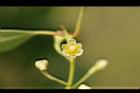 土樟-花3.jpg