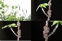 土沉香-蟲癭1.jpg