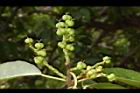 土沉香-實17.JPG