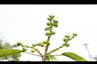 土沉香-實21.JPG