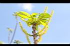 土沉香-雄花03.JPG