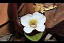 土田七-花23.JPG