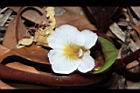 土田七-花26.JPG
