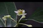 土肉桂-花15.JPG