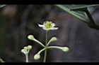 土肉桂-花17.JPG