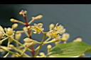 土肉桂-花6.jpg