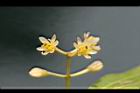 土肉桂-花4.jpg