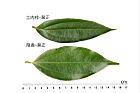 土肉桂-陰香-葉正1.JPG