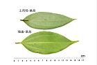 土肉桂-陰香-葉背0.JPG