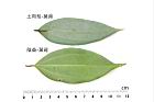 土肉桂-陰香-葉背1.JPG