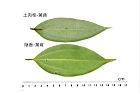 土肉桂-陰香-葉背4.JPG