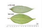 土肉桂-陰香-葉背6.JPG