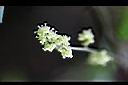 土防己-雄花00.jpg