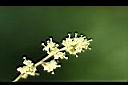 土防己-雄花02.jpg