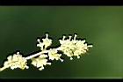 土防己-雄花06.jpg