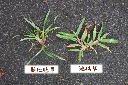 地毯草26.jpg