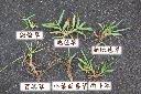 地毯草30.jpg