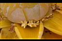 地湧金蓮-雌花02.JPG