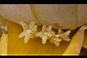 地湧金蓮-雌花07.JPG