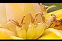 地湧金蓮-雌花09.JPG