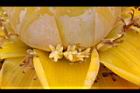 地湧金蓮-雌花01.JPG